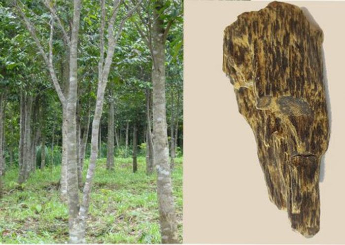 Chưa kể, thời gian hình thành của vật phẩm này phải từ vài chục năm, thậm chí cả trăm năm.