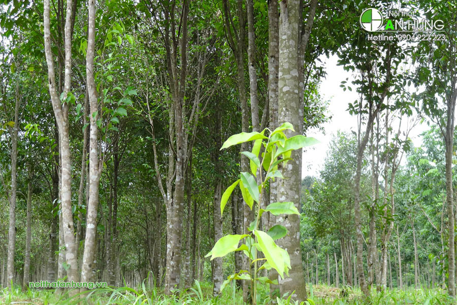  Tinh dầu trầm hương tự nhiên đắt như vậy là bởi được chọn từ nguyên liệu trầm tự nhiên không có sự tác động của con người