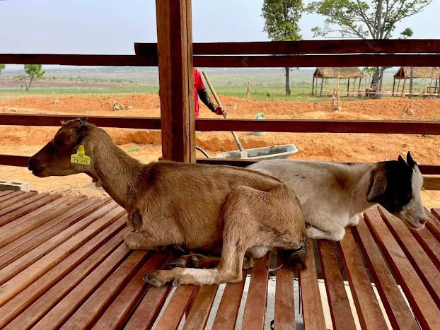 Bên cạnh rau củ, Quang Linh còn nuôi thêm dê.