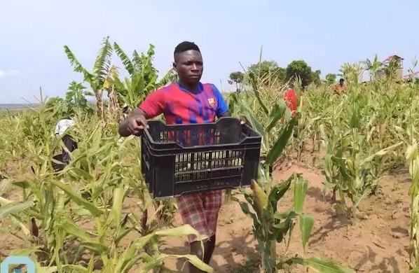 Nhờ đó, cây ngô mọc lên chắc khoẻ hơn.