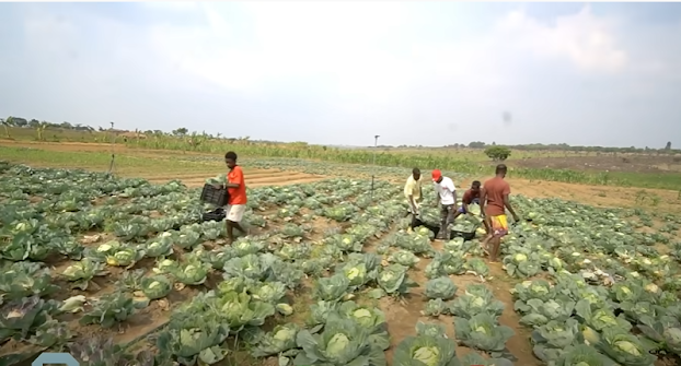 Rau củ trong nông trại của Quang Linh được bà con hoan nghênh, thậm chí còn tranh nhau mua.