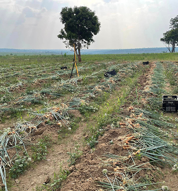 Mùa vụ hành đầu tiên trong trang trại của Quang Linh cũng rất bội thu.