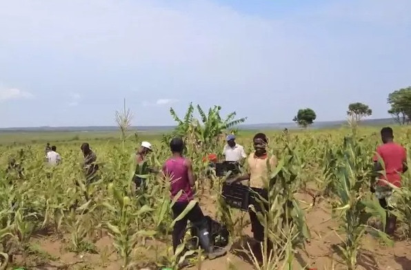 Những bắp ngô hạt to chắc, mọng nước, rất ngọt mêm có thể ăn sống được.