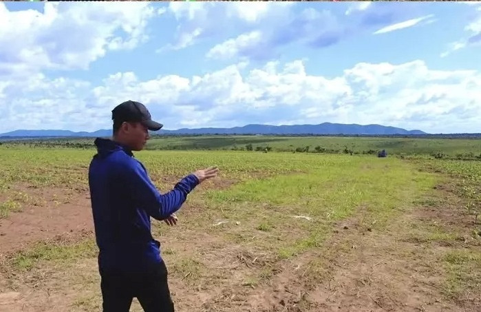 Đặc biệt, giống ngô nếp khó trồng trên mảnh đất này nên Quang Linh phải phun thuốc kích rễ.