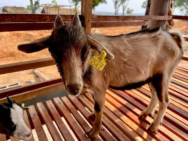 Trên từng tai dê đều có gắn số và tên Quang Linh Farm rất cẩn thận. Nguồn ảnh: Chụp màn hình Youtube