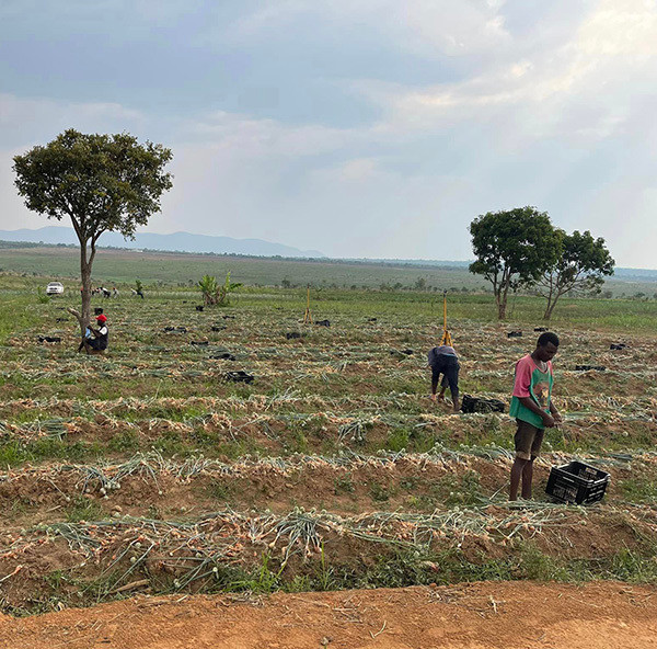 Hành được anh trồng trên những thửa ruộng lớn, rộng thênh thang.