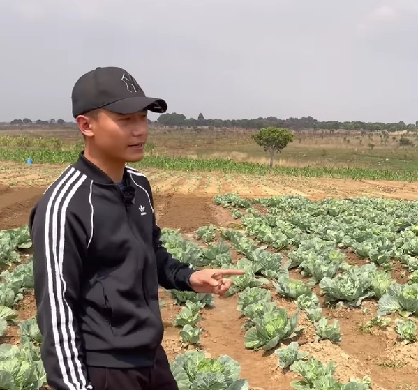 Ngoài ngô, trang trại của Quang Linh Vlog còn trồng nhiều giống cây khác như bắp cải, hành, khoai tây.