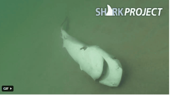 Lúc này dù còn sống, số phận của cá mập cũng rất bi thảm. Chúng bị thương rất nặng nên không thể bơi. Chúng chỉ có thể chờ chết vì mất máu hoặc bị xâu xé bởi các loài cá khác. Ảnh: DM