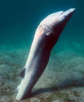 Do chỉ cần vây cá nên những gì còn sót lại được xem là vô giá trị. Dù cá còn sống hay đã chết, chúng đều sẽ bị ném xuống biển. Ảnh: DM