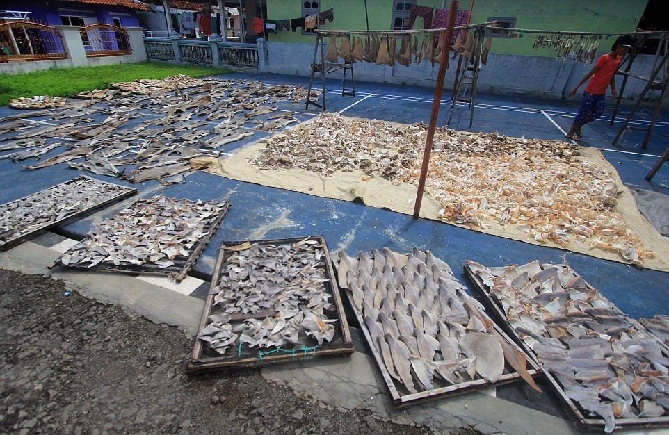 Indonesia dẫn đầu trong số 20 quốc gia đánh bắt cá mập nhiều nhất thế giới, dẫn đến sự sụt giảm từ 40% đến 99% các loại cá mập phổ biến. Ảnh: DM