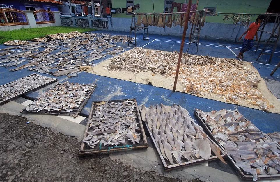 Indonesia dẫn đầu trong số 20 quốc gia đánh bắt cá mập nhiều nhất thế giới, dẫn đến sự sụt giảm từ 40% đến 99% các loại cá mập phổ biến. Ảnh: DM