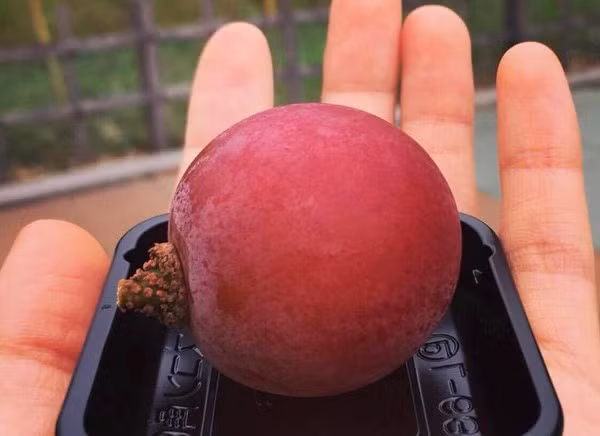 Dù rất đắt nhưng loại nho này thường không có sẵn để bán cho khách. Mỗi lần nhập hàng về chỉ đủ giao cho khách đã đặt trước. Ảnh: Getty