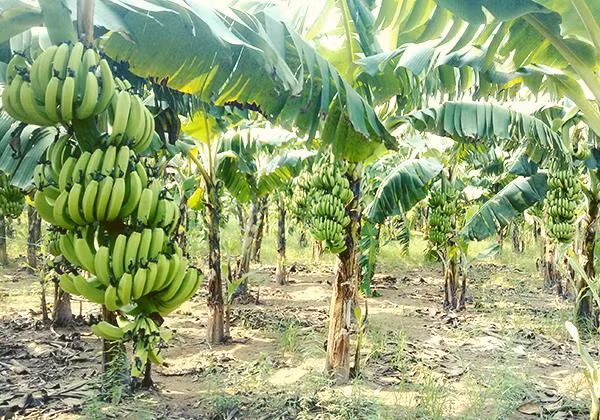 Chuối là loại cây trồng phổ biến ở các vùng quê Việt Nam. Hầu hết người trồng chỉ lấy quả và bắp chuối để bán. Còn lá chuối thường bị vứt bỏ hoặc tận dùng để gói bánh. Ảnh: Internet