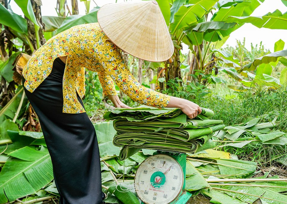 Không chỉ mang lại nguồn thu nhập cho người trồng, việc trồng chuối lấy lá còn đem lại nguồn thu 6 - 7 triệu cho người cắt lá chuối thuê. Ảnh: Báocamau