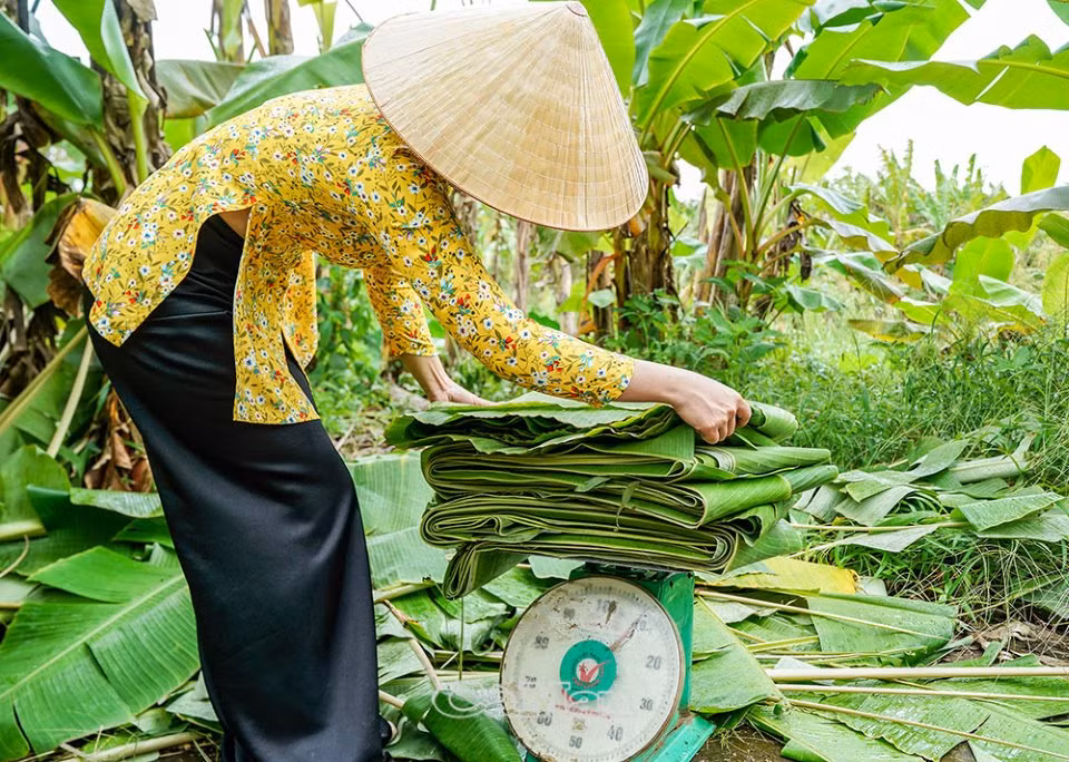 Không chỉ mang lại nguồn thu nhập cho người trồng, việc trồng chuối lấy lá còn đem lại nguồn thu 6 - 7 triệu cho người cắt lá chuối thuê. Ảnh: Báocamau