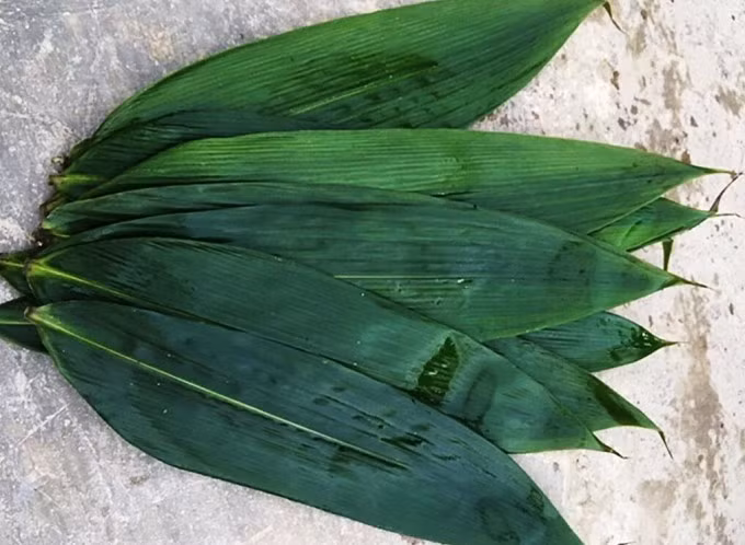 Trung bình lá tre tươi xuất khẩu được bán với giá 10.000 đồng một kg, lá khô bán giá 40.000 đồng/kg. Ảnh: VNexpress