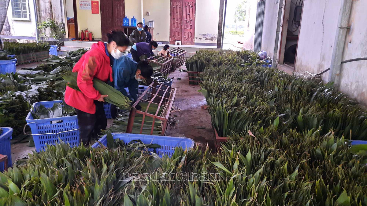 Ở nhiều vùng quê của nước ta, lá tre thường bị vứt bỏ. Thế nhưng hiện nay, lá tre của Việt Nam đang được thị trường nước ngoài ưa chuộng, bán ra với giá đắt đỏ và thu về hàng triệu USD. Ảnh: Baolaichau