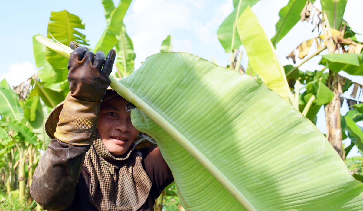Lá chuối được thương lái thu mua tận vườn với giá 5.000 - 6.000 đồng/kg. Ảnh: Dân Việt