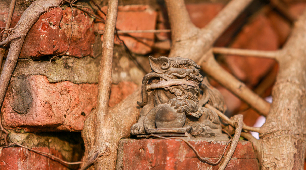 Những điểm lồi lõm và xù xì của rễ tạo nên sự già cỗi. Ảnh: Infonet