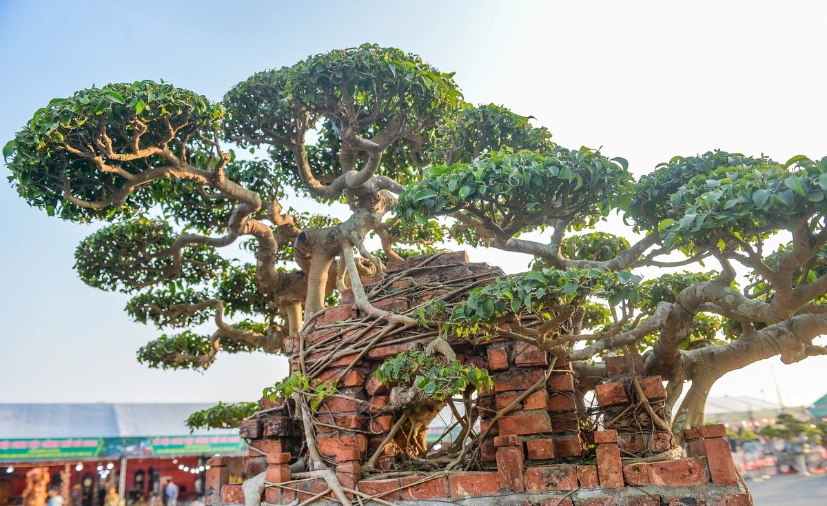 Hiện tại, đã có người trả giá hơn 10 tỷ đồng cho cây sanh cổ trăm tuổi nhưng ông Hoà vẫn chưa bán. Ảnh: Dân trí