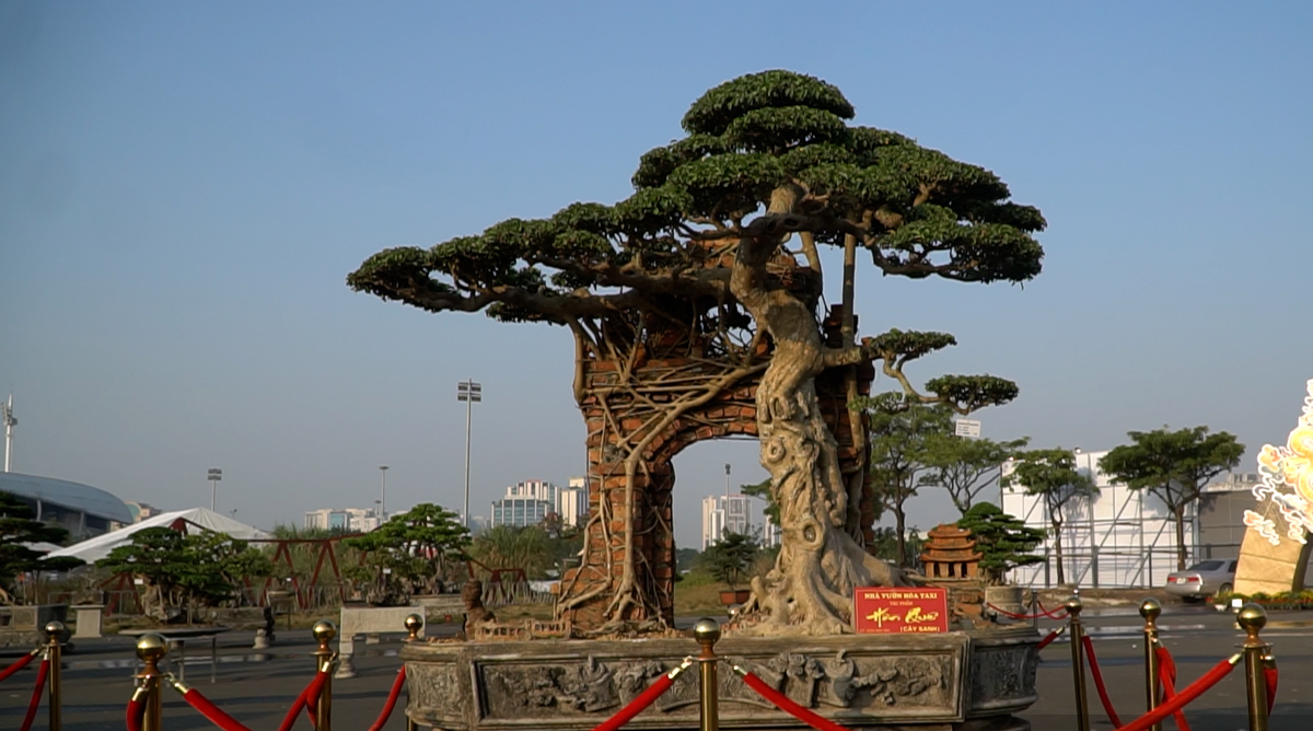 Theo nghệ nhân Hoà, cây sanh này đã khoảng 100 năm tuổi. Ảnh: Dân Việt