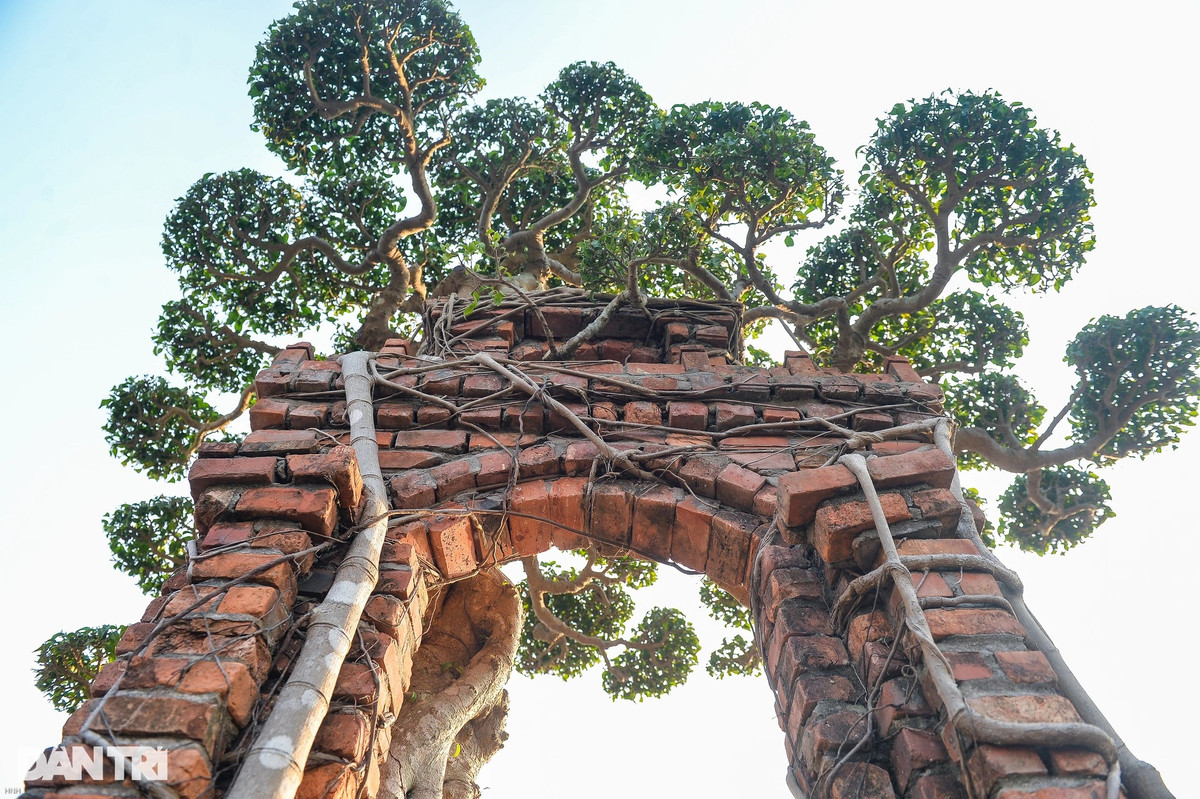 Điểu làm nên nét độc đáo của tác phẩm là việc ôm trọn cổng làng, tỏa bóng mát xuống phía dưới. Ảnh: Dân trí