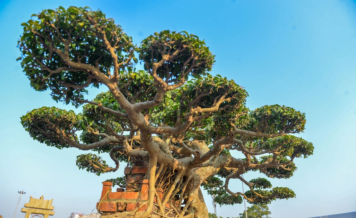 Tán cây cao, dày dạn, phong sương. Ảnh: Dân trí