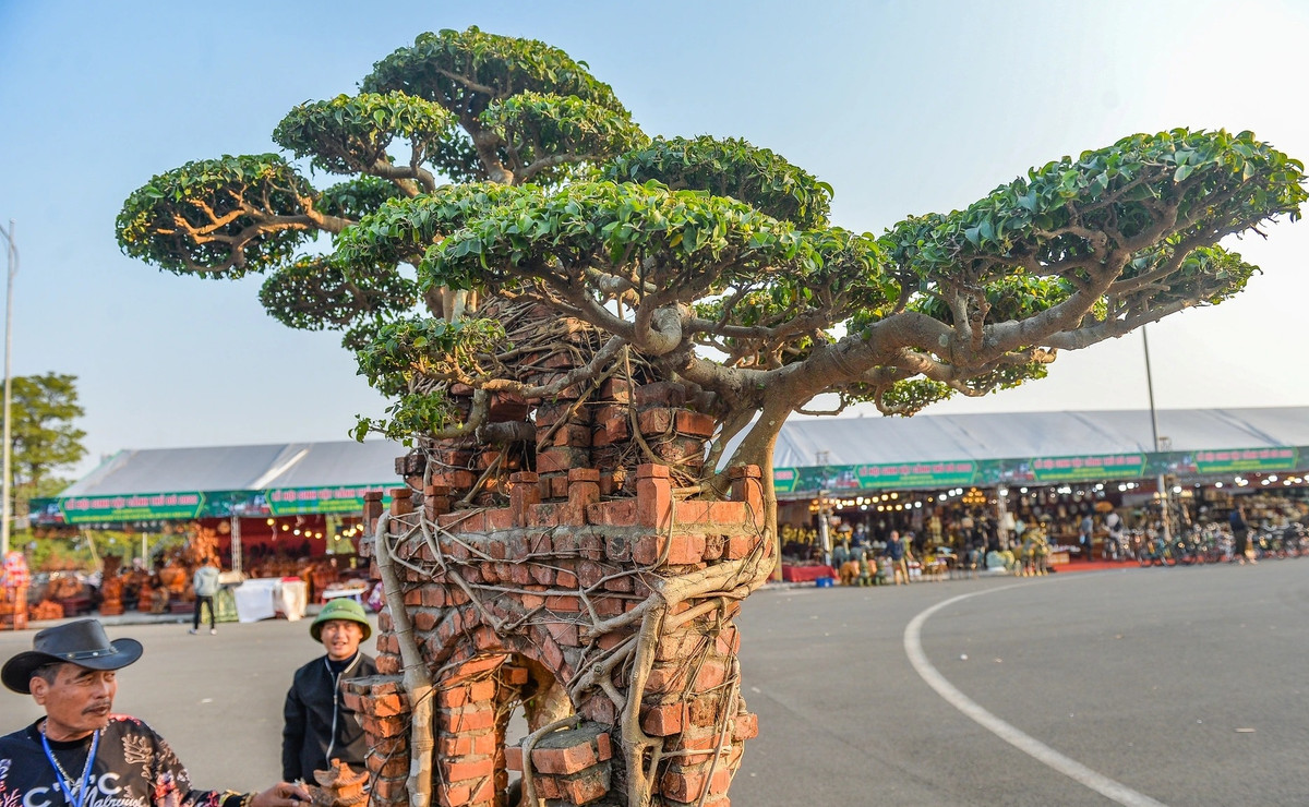 Để sở hữu được cây sanh cổ này, ông Hoà phải theo đuổi 10 năm mới mua được với giá 220 triệu đồng. Ảnh: Dân trí