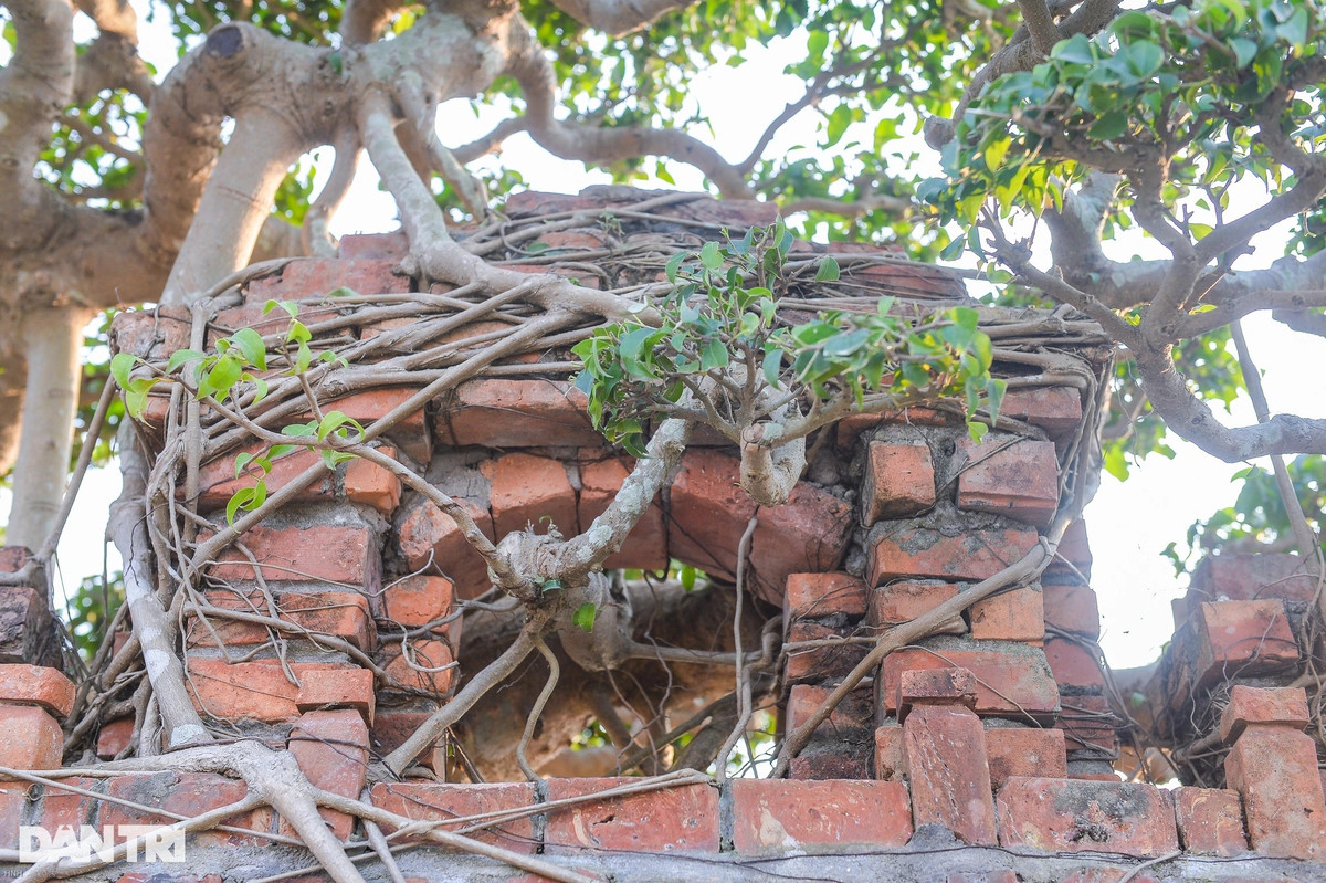 Để có được một dàn rễ cây ôm lấy cổng làng phải trải qua rất nhiều năm không động "dao kéo". Ảnh: Dân trí