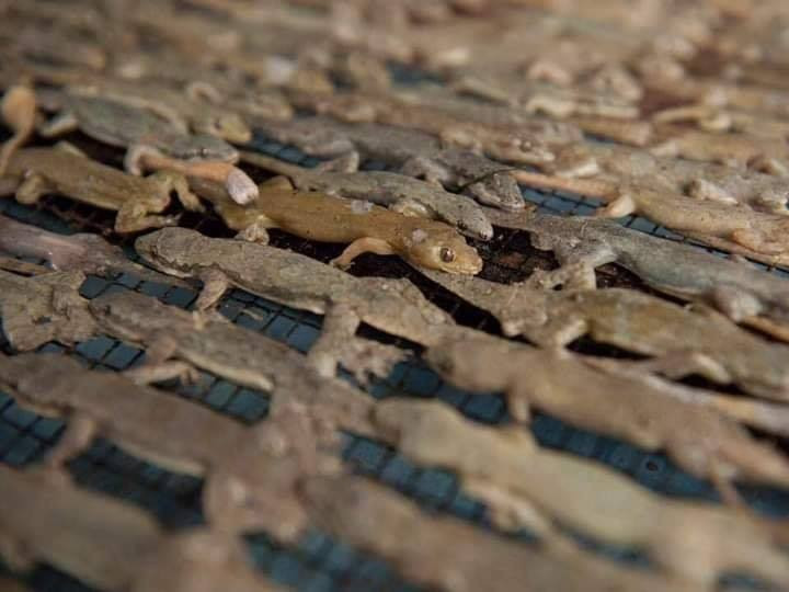 Vốn là loài bò sát bị nhiều người ghét bỏ song ít ai ngờ thạch sùng lại trở thành đặc sản cực kỳ hút khách. Ảnh: Dân Việt