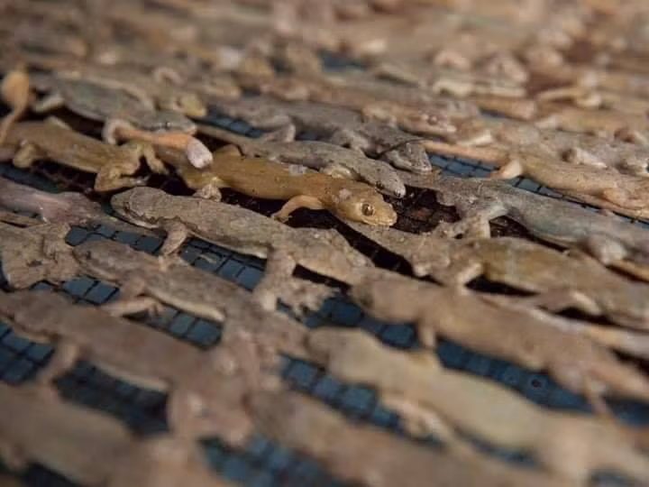 Vốn là loài bò sát bị nhiều người ghét bỏ song ít ai ngờ thạch sùng lại trở thành đặc sản cực kỳ hút khách. Ảnh: Dân Việt