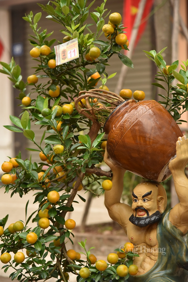 Trong đó, quất mộc căn đang được nhiều khách hàng lựa chọn. Ảnh: Công thương