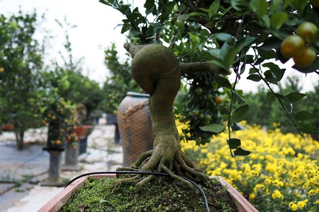 Mộc có nghĩa là thân cây, căn tức là rễ. Quất mộc căn là bộ rễ của cây lộ lên khỏi mặt đất, phô ra bộ rễ vừa khỏe mạnh lại vừa mềm mại. Ảnh: Suckhoedoisong