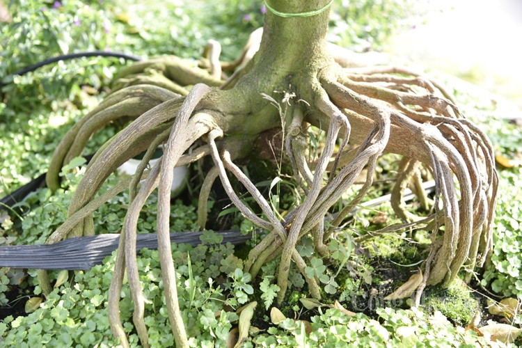 Nhiều bộ rễ mang mang ý nghĩa hay, có bộ rễ như bàn tay của phật, có bộ rễ lại như người con gái đang múa bale... Ảnh: Công thương