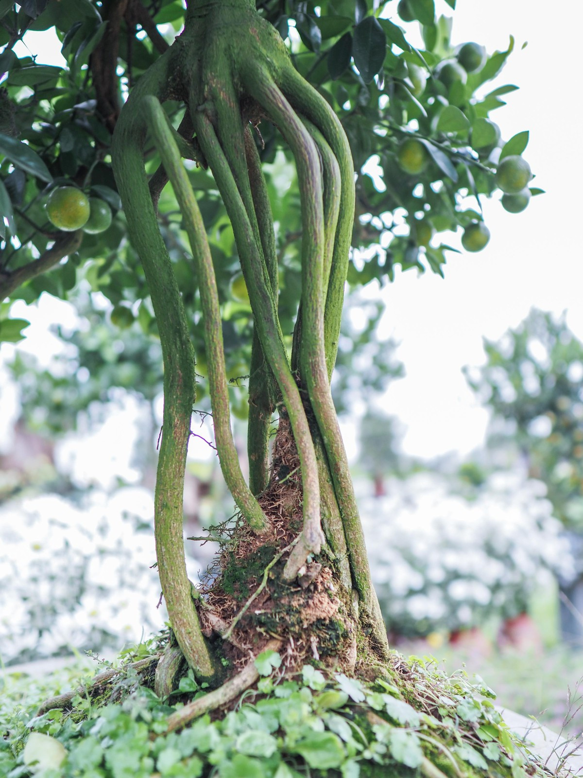 Rễ cây lộ ra đồng nghĩa với việc cây khó hút dưỡng chất hơn, đất dễ bị khô hơn. Ảnh: Plo