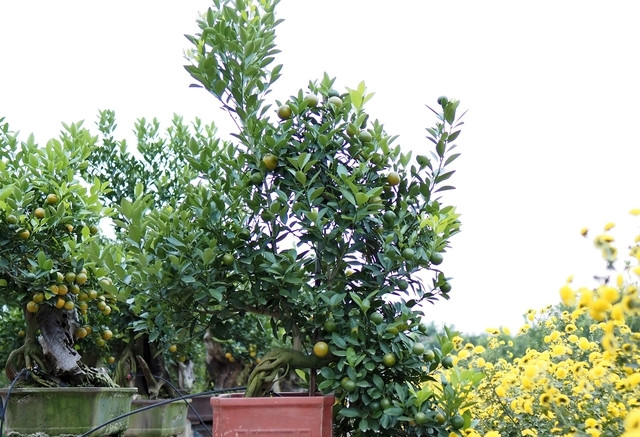 Vì vậy, người chăm sóc phải sử dụng kỹ thuật làm sao để rễ cây lộ ra nhưng không được ảnh hưởng đến chất lượng sống của cây. Ảnh: Suckhoedoisong