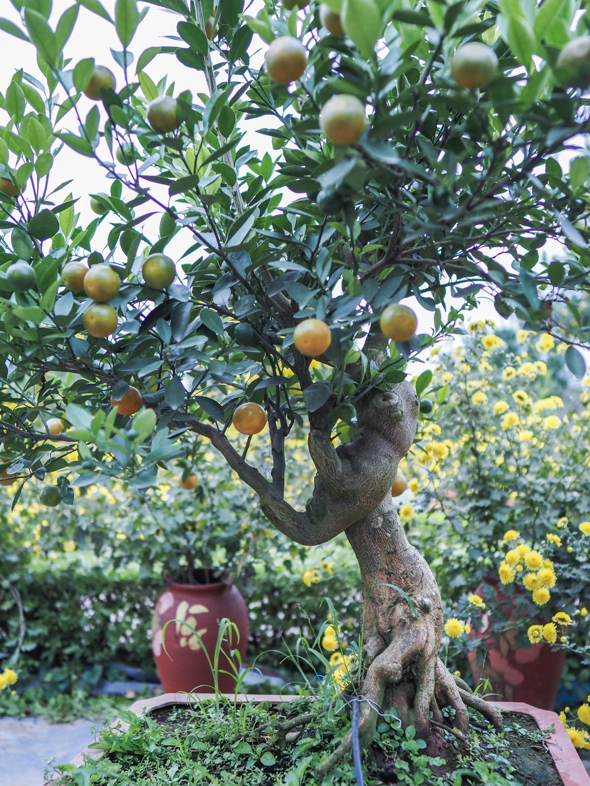 Theo các nhà vườn, để có được tác phẩm quất mộc căn vừa nghệ thuật vừa khỏe mạnh đòi hỏi người chăm sóc phải có kỹ thuật cao cùng với sự sáng tạo mạnh mẽ. Ảnh: Plo