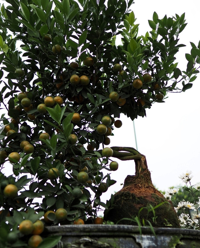 Mỗi cây quất mộc căn dao động từ 3 - 15 triệu đồng. Ảnh: Suckhoedoisong