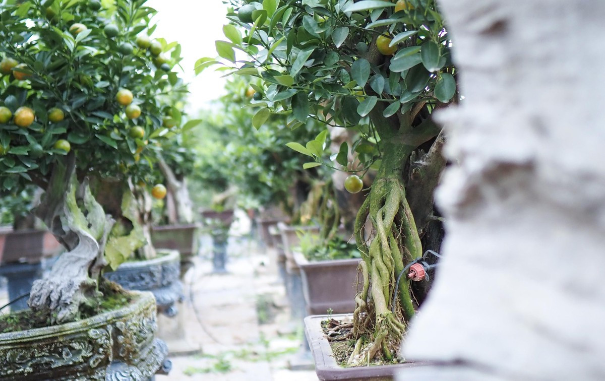 Trung bình, một tác phẩm quất mộc căn phải mất ít nhất 3 năm, chưa kể thời gian tạo phôi. Ảnh: Plo