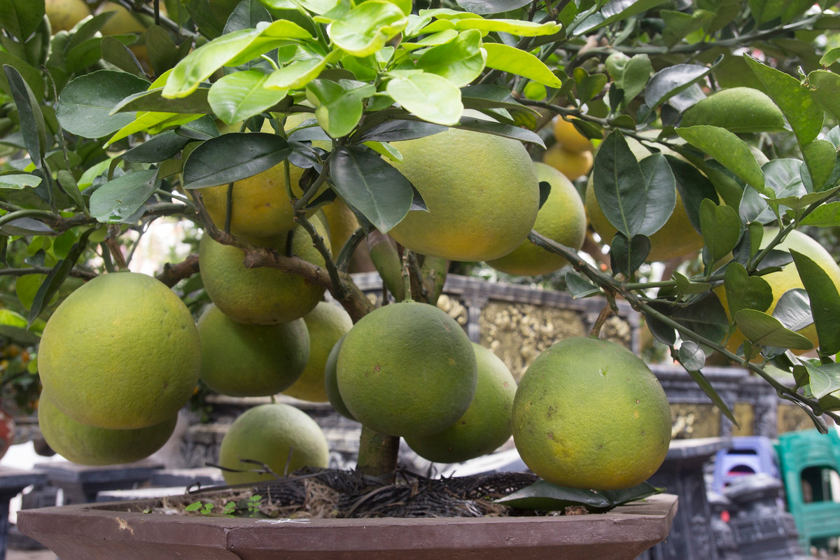 Giá bán bưởi chơi Tết đa dạng, phụ thuộc vào số lượng quả, độ tuổi, hình dáng của cây. Ảnh: Lao động thủ đô