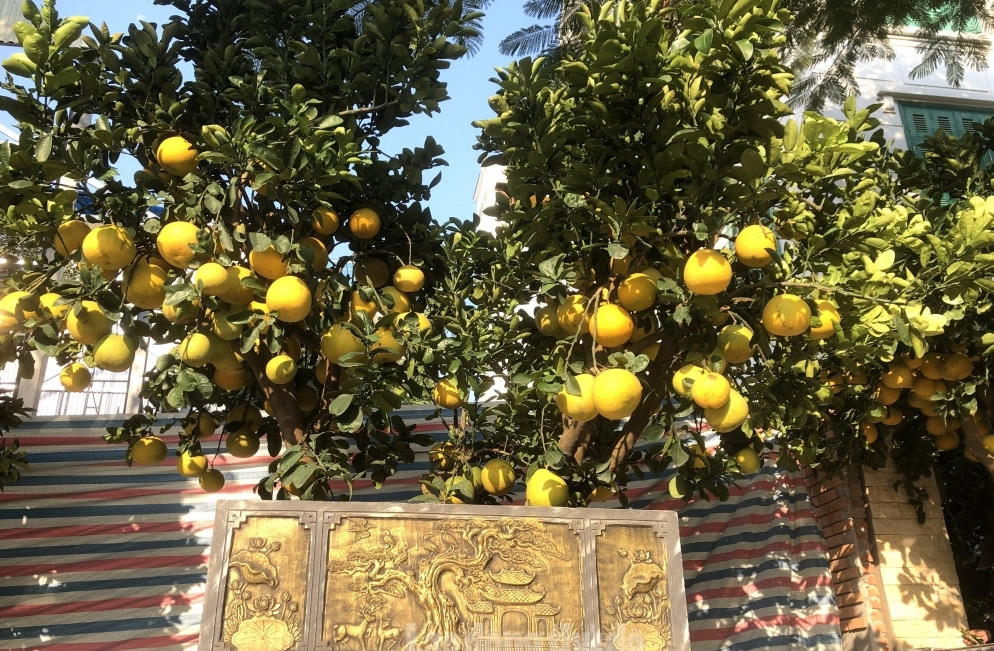 Những chậu bưởi cảnh với đủ các thế độc đáo như dáng huyền, song thân, tam đa... thu hút sự chú ý của người xem. Ảnh: Laodongthudo