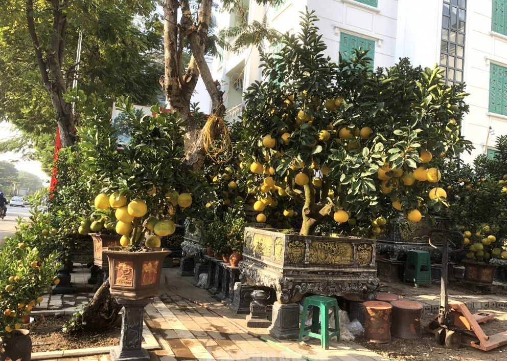 Tại thời điểm này, khách hàng mua bonsai chủ yếu là các doanh nghiệp. Ảnh: Laodongthudo