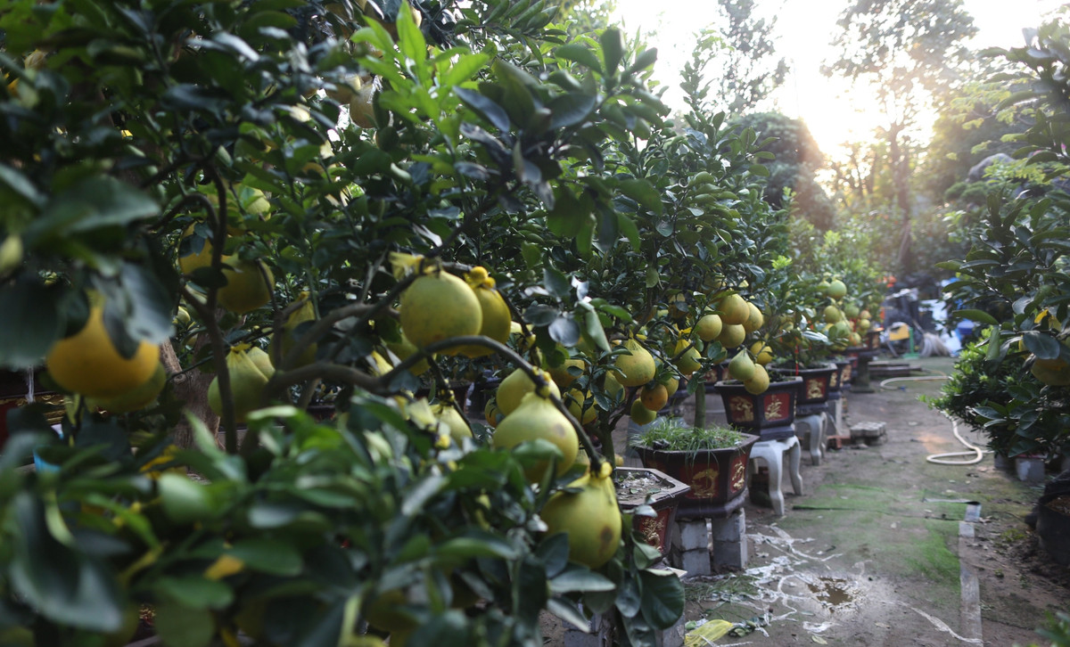 Ngoài màu vàng ươm của trái, gốc bưởi còn nổi bật với thiệp, câu chúc Tết màu đỏ. Ảnh: Công luận