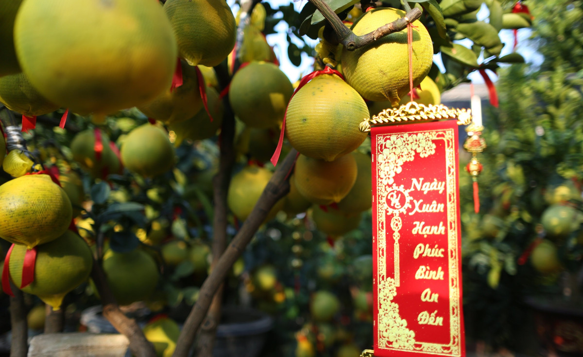 Hàng trăm gốc bưởi lúc lỉu quả sẵn sàng phục vụ người dân chơi Tết. Ảnh: Công luận