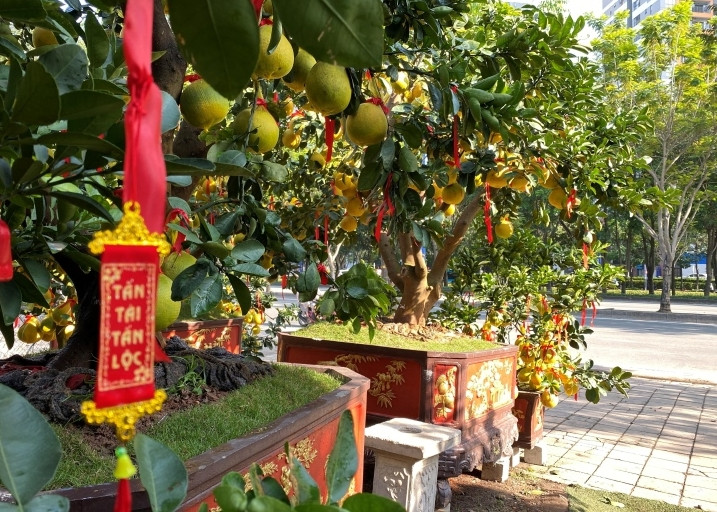 Không chỉ ở Hà Nội, bưởi Diễn sum suê trái cũng được bày bán dọc cung đường Mai Chí Thọ (TP Thủ Đức), Thành Thái (quận 10)...Ảnh: VTCNews