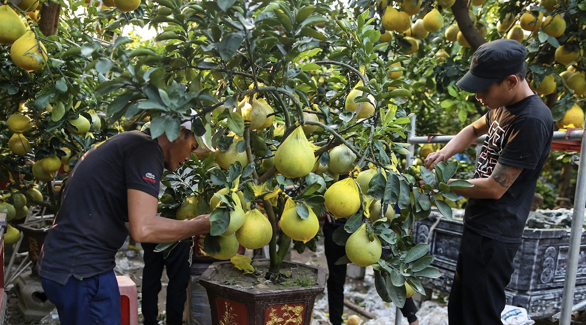 Những gốc bưởi ở đây có giá từ vài triệu tới gần 100 triệu đồng/gốc với đủ loại kích thước và dáng vẻ khác nhau. Ảnh: Công luận