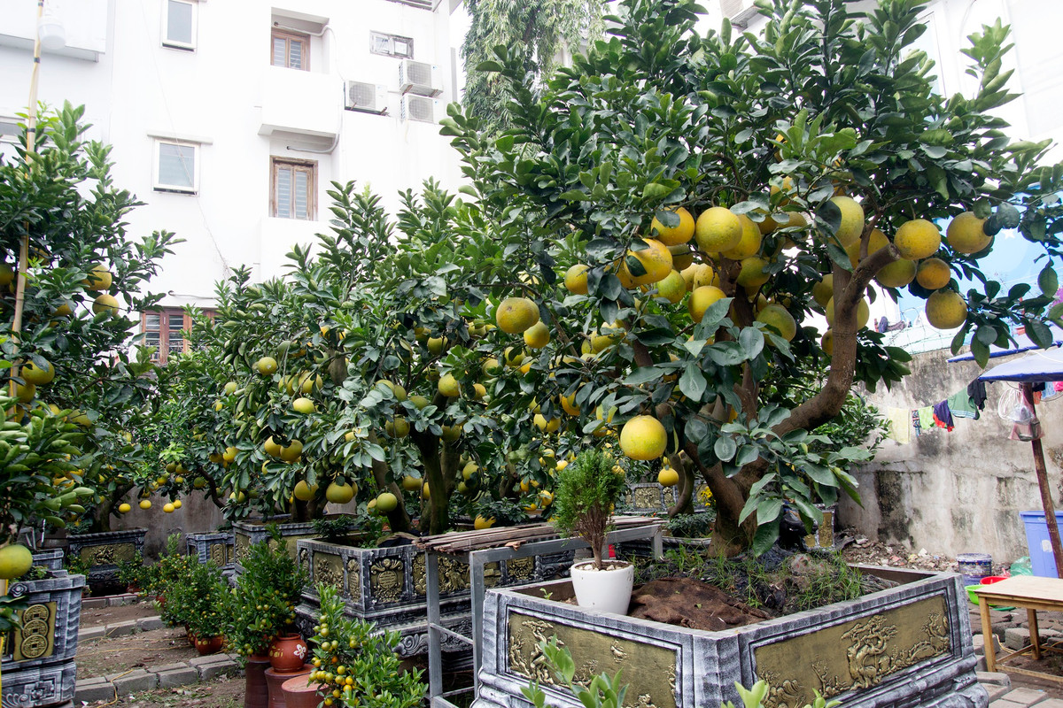 Năm nay, giá bưởi bonsai nhỉnh hơn so với những năm có dịch COVID-19. Ảnh: Pháp luật &amp; bạn đọc