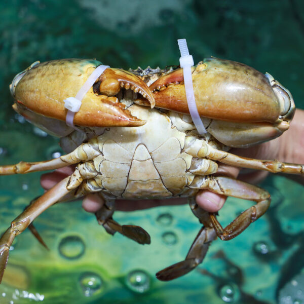 Loại cua này có màu sậm, vỏ cứng, chắc và hình thức không đẹp như các loại cua khác. Ảnh: Haisan24h