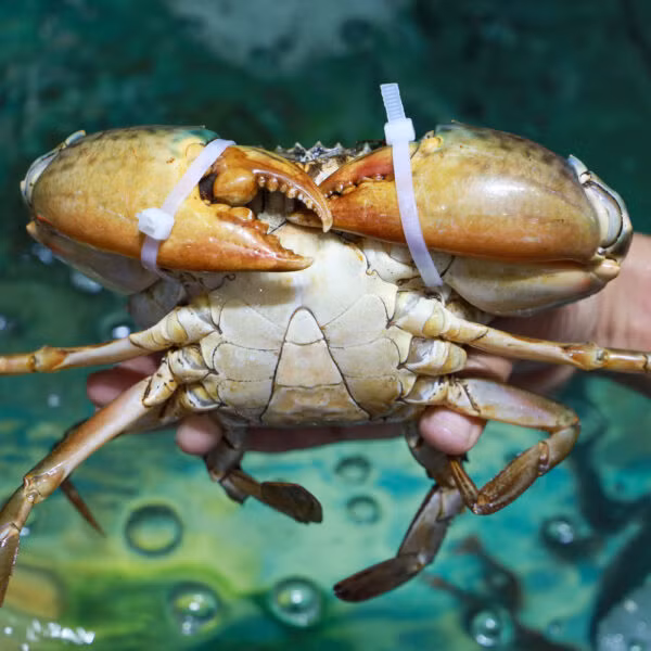 Loại cua này có màu sậm, vỏ cứng, chắc và hình thức không đẹp như các loại cua khác. Ảnh: Haisan24h