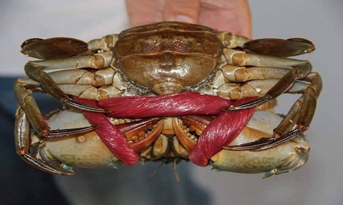 Những người có kinh nghiệm cho rằng, đó có thể không phải là cua Cà Mau tươi sống mà là những con được thải ra từ thương lái, chất lượng không đảm bảo. Ảnh: Vnexpress